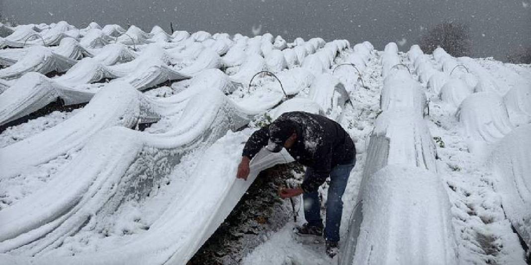 1100 rakımlı mahalleyi kar kapladı, hasat devam etti! Talep artıyor, hiçbir şey engel olmuyor: Lezzetini herkes biliyor 1